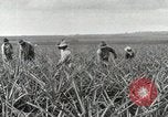 Standbild Ananas geerntet Hawaii USA, 1916, aus Sekunde 52 historischem Filmmaterial Videoclip 65675022622
