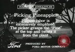Standbild Ananas geerntet Hawaii USA, 1916, aus Sekunde 53 historischem Filmmaterial Videoclip 65675022622