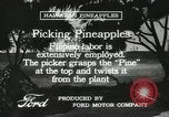 Standbild Ananas geerntet Hawaii USA, 1916, aus Sekunde 54 historischem Filmmaterial Videoclip 65675022622