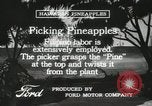 Standbild Ananas geerntet Hawaii USA, 1916, aus Sekunde 55 historischem Filmmaterial Videoclip 65675022622