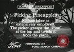 Standbild Ananas geerntet Hawaii USA, 1916, aus Sekunde 56 historischem Filmmaterial Videoclip 65675022622