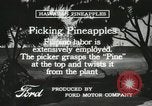 Standbild Ananas geerntet Hawaii USA, 1916, aus Sekunde 57 historischem Filmmaterial Videoclip 65675022622