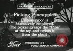 Standbild Ananas geerntet Hawaii USA, 1916, aus Sekunde 59 historischem Filmmaterial Videoclip 65675022622
