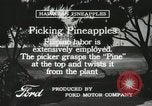 Standbild Ananas geerntet Hawaii USA, 1916, aus Sekunde 60 historischem Filmmaterial Videoclip 65675022622