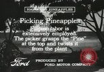 Standbild Ananas geerntet Hawaii USA, 1916, aus Sekunde 61 historischem Filmmaterial Videoclip 65675022622