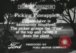 Standbild Ananas geerntet Hawaii USA, 1916, aus Sekunde 62 historischem Filmmaterial Videoclip 65675022622