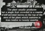 Standbild Hawaiian Arbeitnehmer Hawaii USA, 1916, aus Sekunde 21 historischem Filmmaterial Videoclip 65675022623