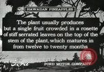Standbild Hawaiian Arbeitnehmer Hawaii USA, 1916, aus Sekunde 27 historischem Filmmaterial Videoclip 65675022623