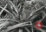 Standbild Hawaiian Arbeitnehmer Hawaii USA, 1916, aus Sekunde 33 historischem Filmmaterial Videoclip 65675022623