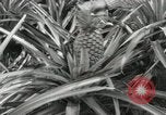Standbild Hawaiian Arbeitnehmer Hawaii USA, 1916, aus Sekunde 34 historischem Filmmaterial Videoclip 65675022623