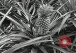 Standbild Hawaiian Arbeitnehmer Hawaii USA, 1916, aus Sekunde 37 historischem Filmmaterial Videoclip 65675022623