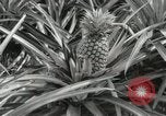 Standbild Hawaiian Arbeitnehmer Hawaii USA, 1916, aus Sekunde 38 historischem Filmmaterial Videoclip 65675022623