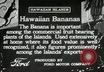 Image plantation de banane Hawaii USA, 1916, de la seconde 3 séquences d'archives historiques vidéo 65675022624