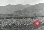 Image plantation de banane Hawaii USA, 1916, de la seconde 18 séquences d'archives historiques vidéo 65675022624
