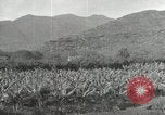 Image plantation de banane Hawaii USA, 1916, de la seconde 19 séquences d'archives historiques vidéo 65675022624