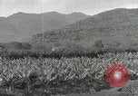Image plantation de banane Hawaii USA, 1916, de la seconde 20 séquences d'archives historiques vidéo 65675022624
