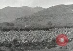 Image plantation de banane Hawaii USA, 1916, de la seconde 21 séquences d'archives historiques vidéo 65675022624