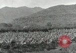 Image plantation de banane Hawaii USA, 1916, de la seconde 22 séquences d'archives historiques vidéo 65675022624