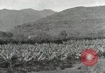 Image plantation de banane Hawaii USA, 1916, de la seconde 23 séquences d'archives historiques vidéo 65675022624