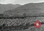 Image plantation de banane Hawaii USA, 1916, de la seconde 24 séquences d'archives historiques vidéo 65675022624