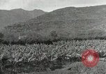 Image plantation de banane Hawaii USA, 1916, de la seconde 25 séquences d'archives historiques vidéo 65675022624