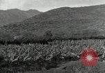 Image plantation de banane Hawaii USA, 1916, de la seconde 26 séquences d'archives historiques vidéo 65675022624