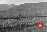 Image plantation de banane Hawaii USA, 1916, de la seconde 27 séquences d'archives historiques vidéo 65675022624