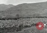 Image plantation de banane Hawaii USA, 1916, de la seconde 28 séquences d'archives historiques vidéo 65675022624