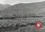 Image plantation de banane Hawaii USA, 1916, de la seconde 29 séquences d'archives historiques vidéo 65675022624