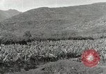 Image plantation de banane Hawaii USA, 1916, de la seconde 30 séquences d'archives historiques vidéo 65675022624