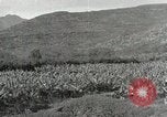 Image plantation de banane Hawaii USA, 1916, de la seconde 31 séquences d'archives historiques vidéo 65675022624