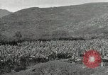 Image plantation de banane Hawaii USA, 1916, de la seconde 32 séquences d'archives historiques vidéo 65675022624