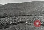 Image plantation de banane Hawaii USA, 1916, de la seconde 33 séquences d'archives historiques vidéo 65675022624