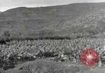 Image plantation de banane Hawaii USA, 1916, de la seconde 34 séquences d'archives historiques vidéo 65675022624