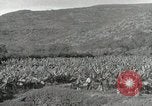 Image plantation de banane Hawaii USA, 1916, de la seconde 35 séquences d'archives historiques vidéo 65675022624