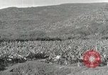 Image plantation de banane Hawaii USA, 1916, de la seconde 36 séquences d'archives historiques vidéo 65675022624