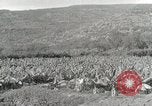 Image plantation de banane Hawaii USA, 1916, de la seconde 38 séquences d'archives historiques vidéo 65675022624