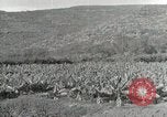 Image plantation de banane Hawaii USA, 1916, de la seconde 39 séquences d'archives historiques vidéo 65675022624