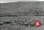Image plantation de banane Hawaii USA, 1916, de la seconde 40 séquences d'archives historiques vidéo 65675022624