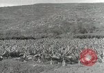 Image plantation de banane Hawaii USA, 1916, de la seconde 41 séquences d'archives historiques vidéo 65675022624