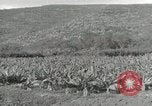 Image plantation de banane Hawaii USA, 1916, de la seconde 42 séquences d'archives historiques vidéo 65675022624