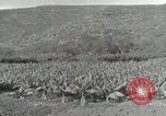 Image plantation de banane Hawaii USA, 1916, de la seconde 43 séquences d'archives historiques vidéo 65675022624