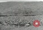 Image plantation de banane Hawaii USA, 1916, de la seconde 44 séquences d'archives historiques vidéo 65675022624
