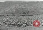 Image plantation de banane Hawaii USA, 1916, de la seconde 45 séquences d'archives historiques vidéo 65675022624