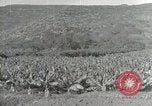 Image plantation de banane Hawaii USA, 1916, de la seconde 46 séquences d'archives historiques vidéo 65675022624