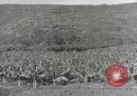 Image plantation de banane Hawaii USA, 1916, de la seconde 47 séquences d'archives historiques vidéo 65675022624