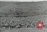 Image plantation de banane Hawaii USA, 1916, de la seconde 48 séquences d'archives historiques vidéo 65675022624