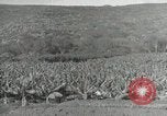 Image plantation de banane Hawaii USA, 1916, de la seconde 49 séquences d'archives historiques vidéo 65675022624