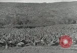 Image plantation de banane Hawaii USA, 1916, de la seconde 50 séquences d'archives historiques vidéo 65675022624
