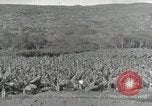 Image plantation de banane Hawaii USA, 1916, de la seconde 51 séquences d'archives historiques vidéo 65675022624
